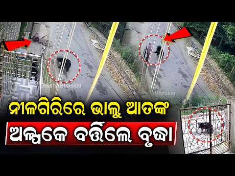 ନୀଳଗିରି ସହରରେ ଭାଲୁ । ଅଳ୍ପକେ ବର୍ତ୍ତିଲେ ସାଇକେଲ ଆରୋହି, ସିସି ଟିଭିରେ କଏଦ ଦୃଶ୍ୟ  I