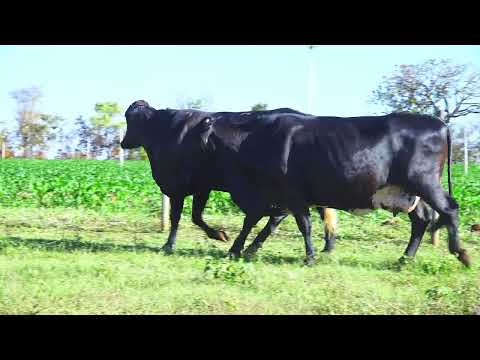 LOTE 92 Rabela 4647-BV Raica 8536-BT