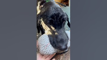 That’s the best hunting dog #duckhunt #duckhunters #duckdog #duckhunting #huntingdog