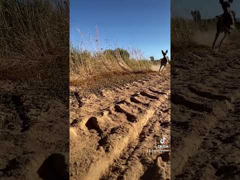 Petandolo en Tiktok!