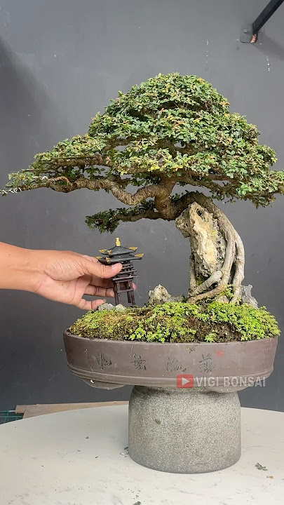 Bonsai Tree Care