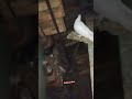 🤩🕊️Over Adi Karna 🕊️| Sales #short #rollerpigeon #trending #pigeon #pura #beltipura #kabootar