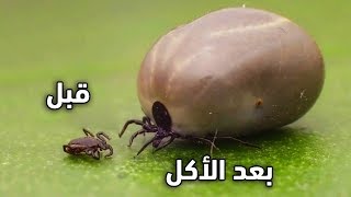 القراد: أسوأ حشرة في العالم.. الحشرة التي لا تشبع !!