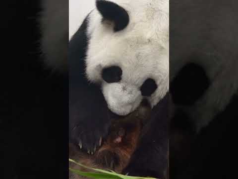 У пары панд из Московского зоопарка родился малыш-панда #москва24 #сортировочная #панда