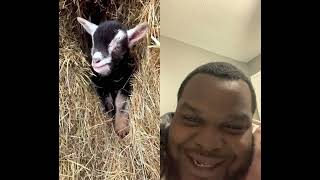 Goat racism #goat #animals #babygoats #farmlife #farm #diy #trending #asmr #wisespade7 #yapping