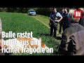 Tragdie in hessen bauer und mutter von bullen zu tode getrampelt