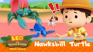 SAVE the BABY TURTLES! 🐢 | Hawksbill Turtle | Leo the Wildlife Ranger | Kids Cartoon | #compilation
