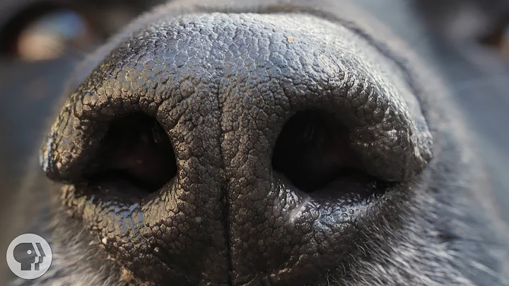 How Your Dog's Nose Knows So Much | Deep Look - DayDayNews