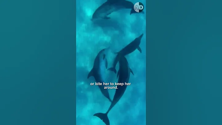 The Dark Secrets That Dolphins Don't Want You to Know! - DayDayNews