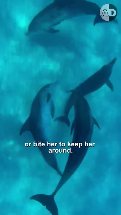 The Dark Secrets That Dolphins Don't Want You to Know!