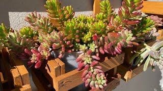 2 SUCULENTAS Sedum rubrotinctum Aurora - Saiba como ter um vaso lindo e cheio