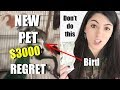 New Pet Bird | Don't Buy Wild Birds As Pets | Rescue Bird