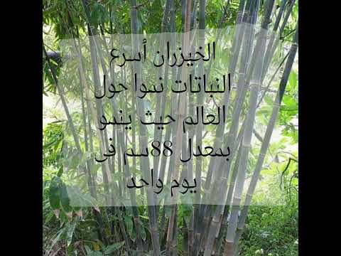 نبات الخيزران