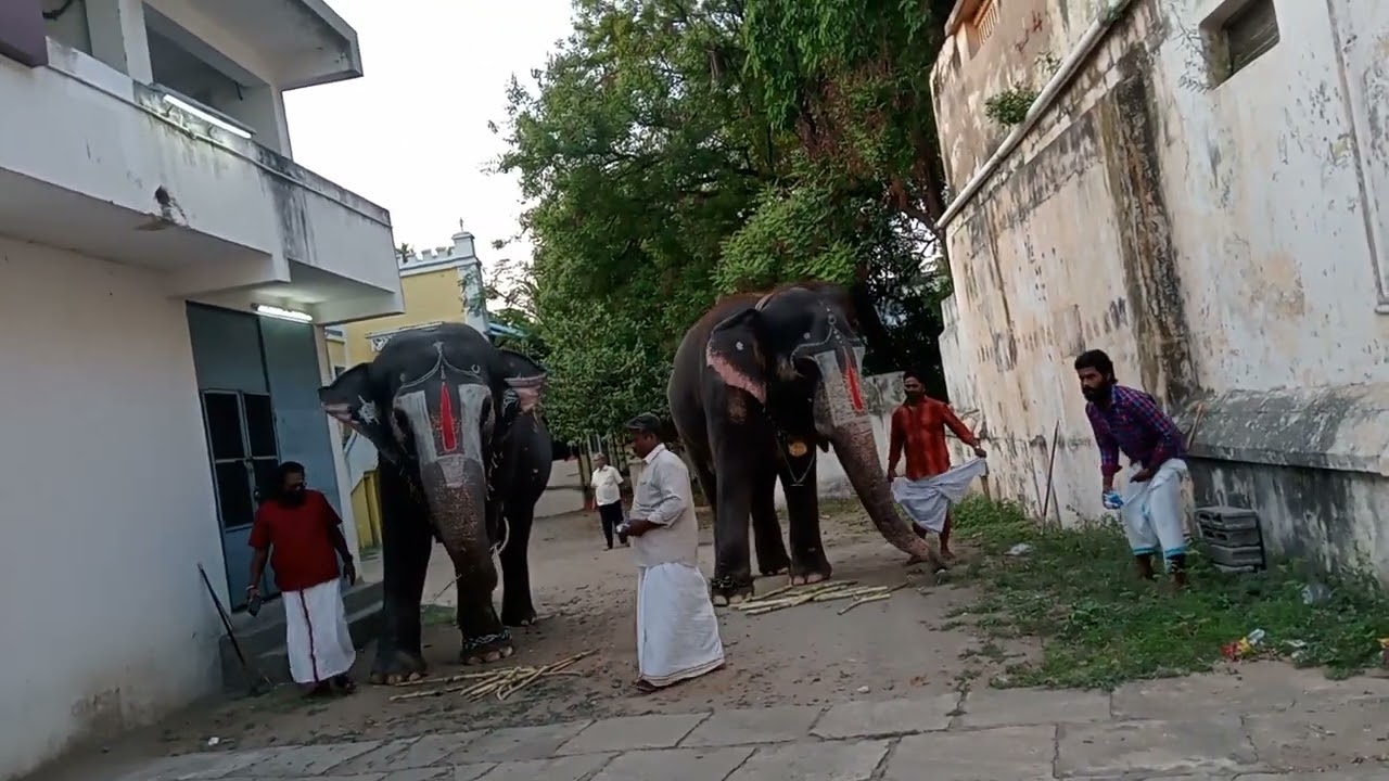 Srirangam Temple Elephant Andal Andaal&Lakshmi Thayaar Thayar💚 