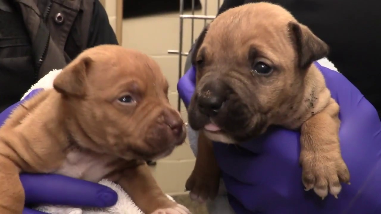 Puppies discarded in garbage bag rescued from house to be demolished
