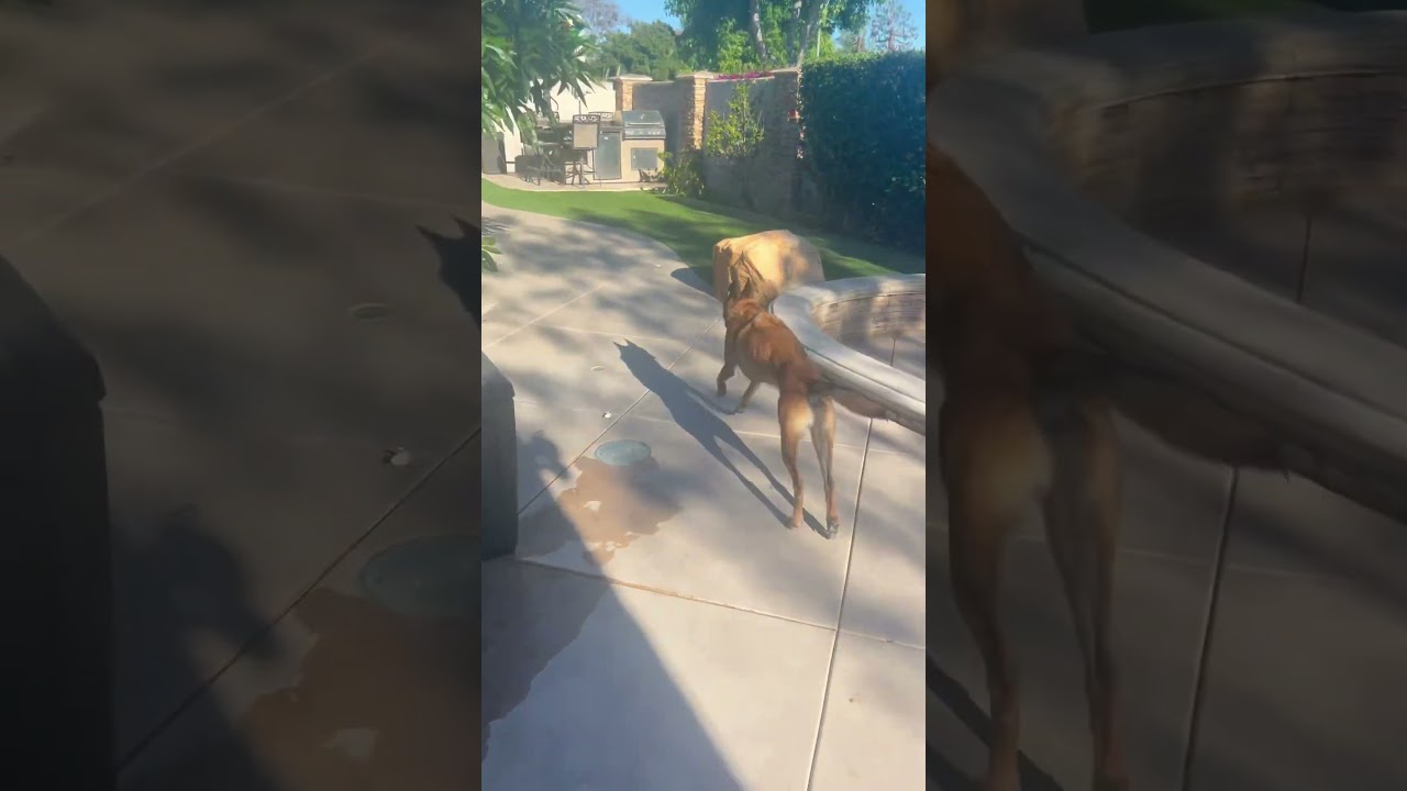 2nd training session and Malinois alerts for possible threat 