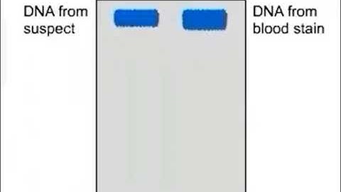 Suspect DNA restriction fragment length polymorphism: RFLP to identify suspect DNA 🧬 Animation