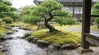 Bonsai Garden in Gentle Rain 🌿 Meditation Music and Stream Sounds for Sleep