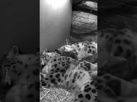 Как спят снежные барсы