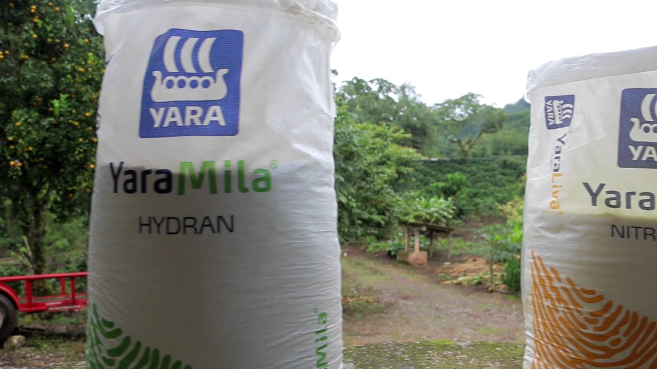 Programa de nutrición Yara para Café - Testimonial - Cecilia Leticia Sosa Cortes