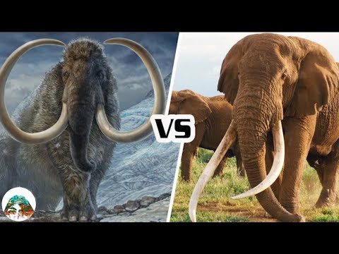 แมมมอธ VS ช้างแอฟริกา ใครจะแข็งแกร่งกว่า?!