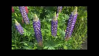 Pest control: Lupin aphids and how to deal with them