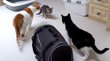 Introducing New Kitten To Adult Cats | 4K