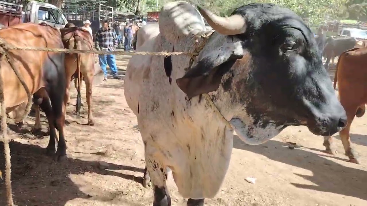 Tíangue de El Transito San Miguel El Salvador On febrero 2026