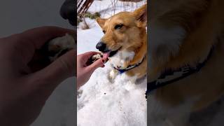 Moxxi goes on a creme egg hunt?! #dog #corgicrew #corgifun  #corgi #easter #easteregg