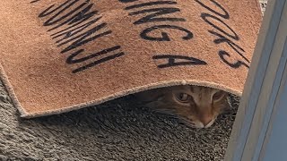 Orange Tabby Weirdness
