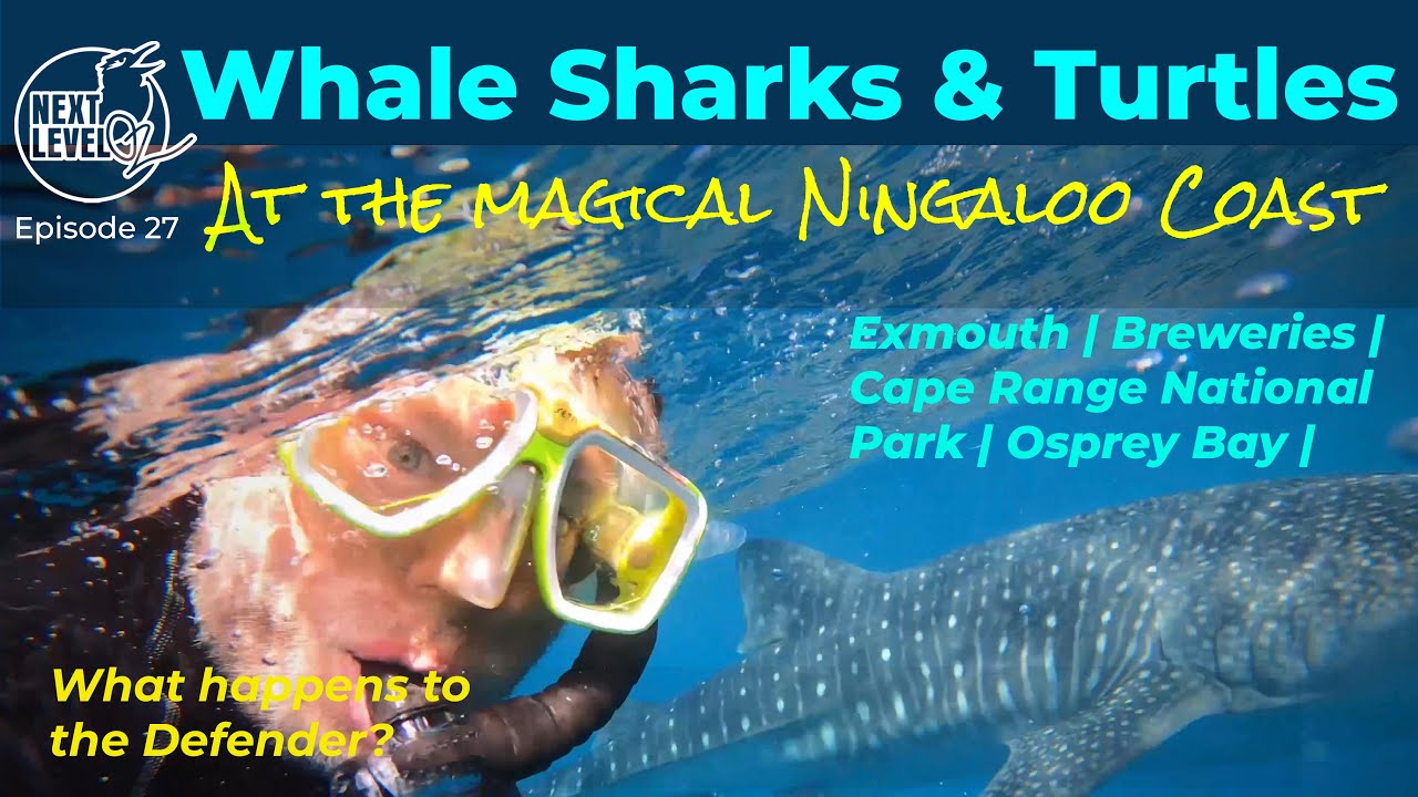 Swimming with Whale Sharks & Turtles on the Ningaloo Reef| Defender's ...