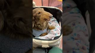 ダーダの食べてる時のほっぺムキムキが可愛すぎる