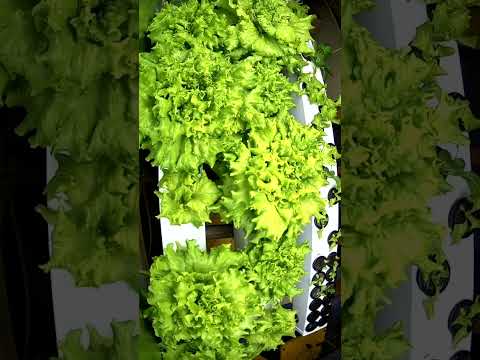 Бейне: Батавия салат өсімдіктері: батавия салатының әртүрлі түрлері туралы біліңіз