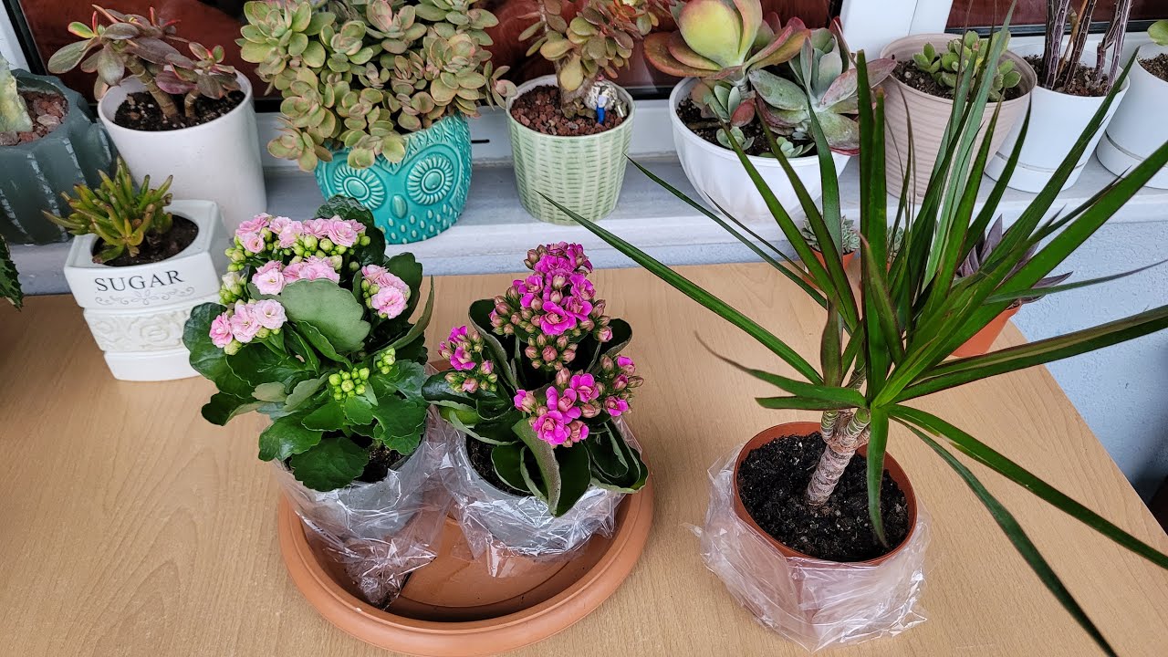 Hediye Gelen Kalanşolarımın Saksı Değişimi / Kalanchoe Bakımı
