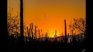 Amazing Travels - June 27, 2025 -Cathedral Of Saint Augustine Tucson, Saguaro National Park West