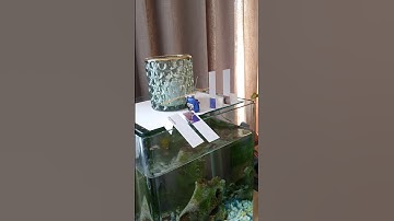 4 day fish feeder with servo controlled by Raspberry Pi