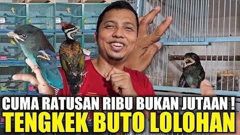 BUSET ! TENGKEK BUTO LOLOHAN CUMA RATUSAN RIBU BUKAN JUTAAN DIKIOS LANGGENG JAYA HARI INI