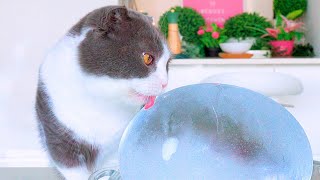 What Happens When Cats Lick Ice?