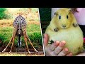 So sehen Tiere vor der Geburt aus