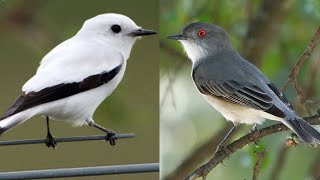 15 birds Name that start with X | Birds starting with “X” | Top 15 birds that staring X by BEAUTIFUL WORLD 676 views 1 year ago 31 seconds