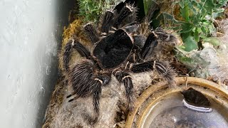 Tarantula Feeding Video #8 - 9” Salmon Pink Birdeater is hungry!