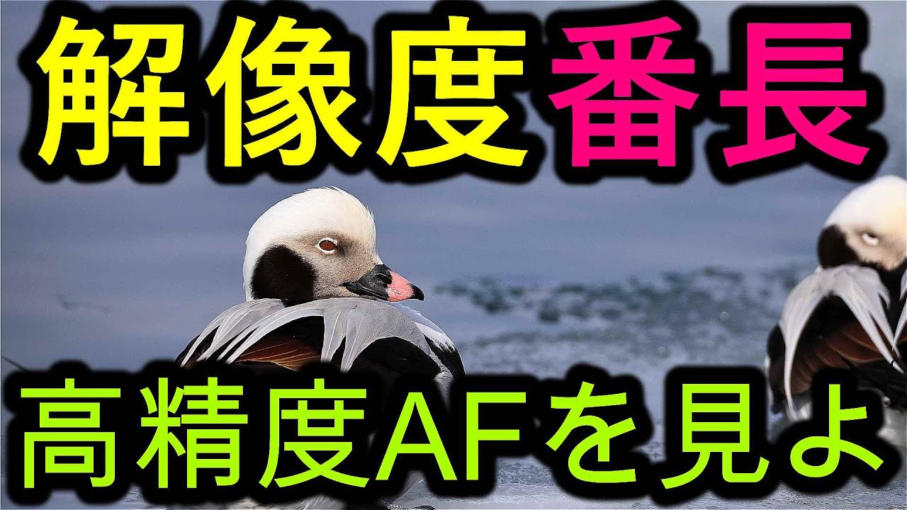 解像度番長、高精度AFで決めた映像を見よ！RF1200mm F8 L IS USM - YouTube