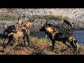 Wild Dog & Spotted Hyaena hunt pandemonium - Mombo, Okavango Delta