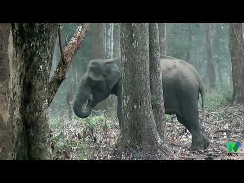 “Smoke-Breathing” Elephant Stumps Scientists - “Smoke-Breathing” Elephant Stumps Scientists