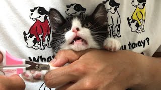 爪切りでこの世の終わりみたいな顔をする子猫