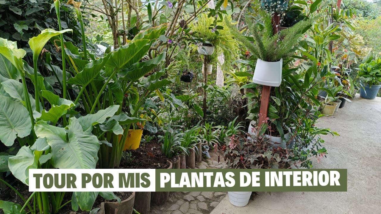 TOUR OF MY INDOOR PLANTS | Diaz Garden