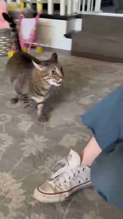 POV your cat attacks you because you came home smelling like his mortal enemy #shorts