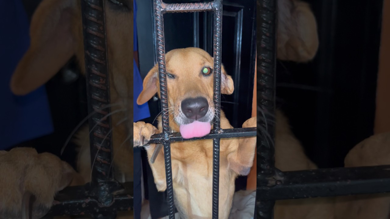 Postcard From The Future - YouTube Auto PHP Script