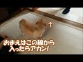 すぐキレるポメラニアン127 わかりやすく差をつけてまうねん!