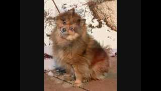 Mutt Strut 20101 Mutt Strut 20101